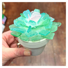 5/22/2024 - Wednesday (6:30pm) Sea Glass SUCCULENTS Workshop!